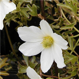 Clematis Cartmanii 'White Abundance'